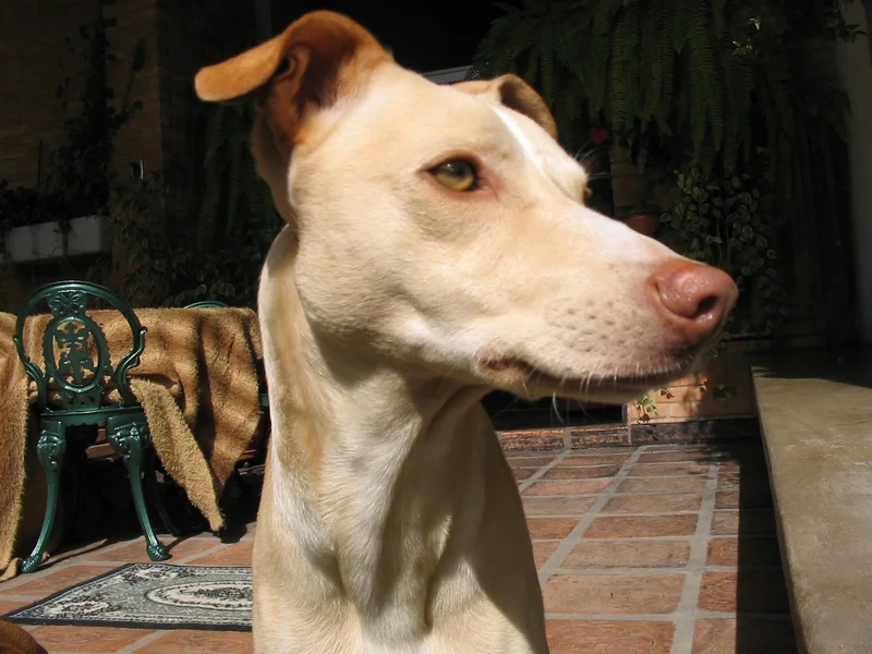 Pampas Deerhound, a 88% match to Pungsan