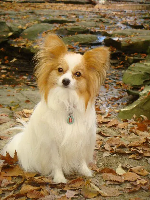 Papillon photo thumbnail 1