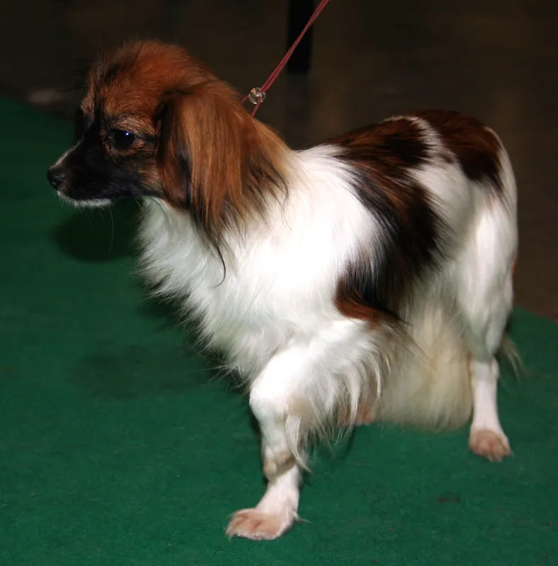 Papillon photo thumbnail 2