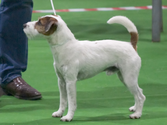 Parson Russell Terrier photo thumbnail 1