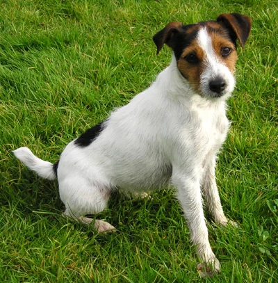 Parson Russell Terrier photo thumbnail 2
