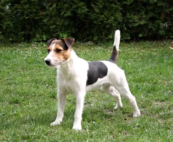 Parson Russell Terrier photo thumbnail 4