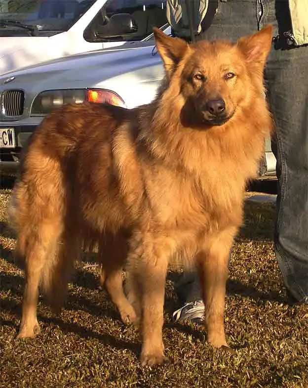 Pastor Garafiano, a 91% match to Sardinian Shepherd Dog