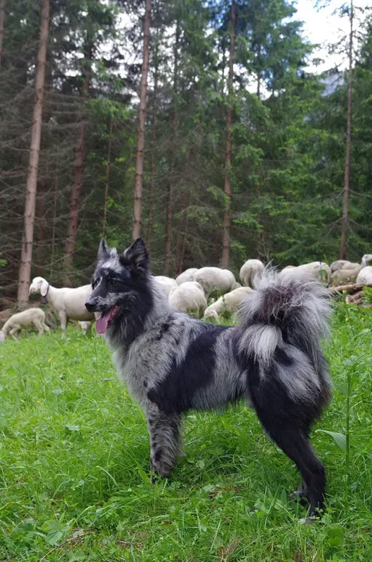 Pastore della Lessinia e del Lagorai, a 90% match to Liangshan Dog