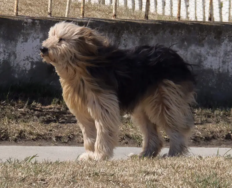 Patagonian Sheepdog, a 87% match to Indian Pariah Dog