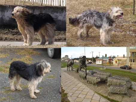 Patagonian Sheepdog photo thumbnail 2