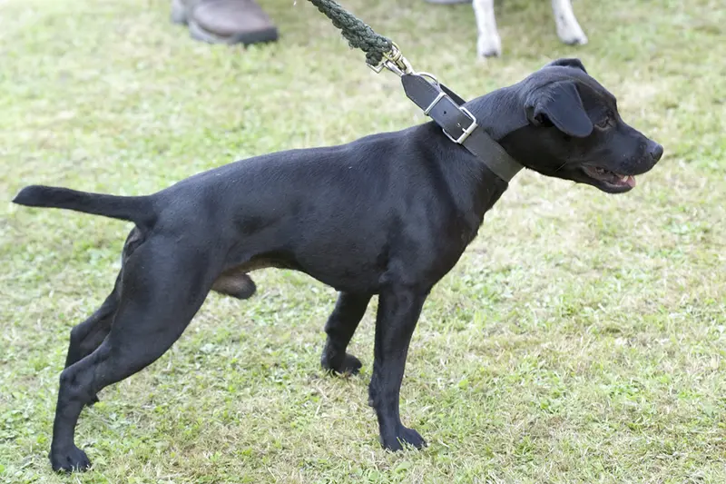 Patterdale Terrier, a 87% match to Wire Fox Terrier