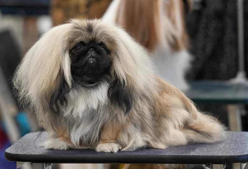Pekingese - Toy breed known for being Affectionate and Aloof