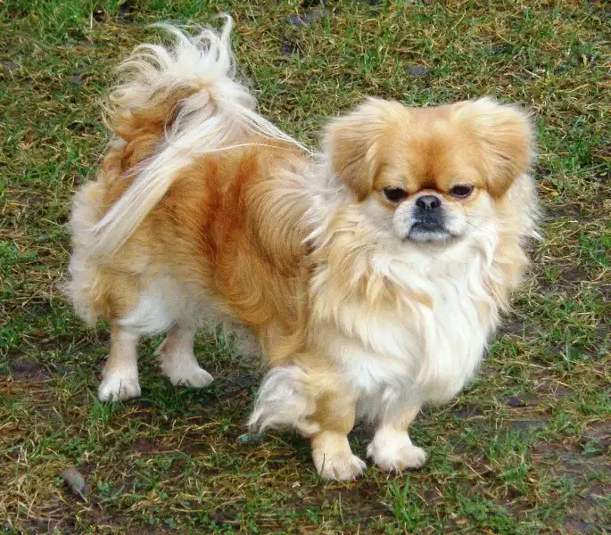 Pekingese photo thumbnail 2