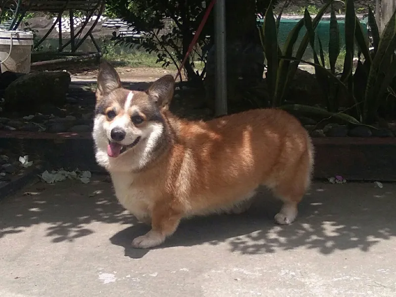 Pembroke Welsh Corgi photo thumbnail 1