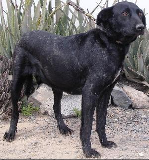Perro Majorero photo thumbnail 1