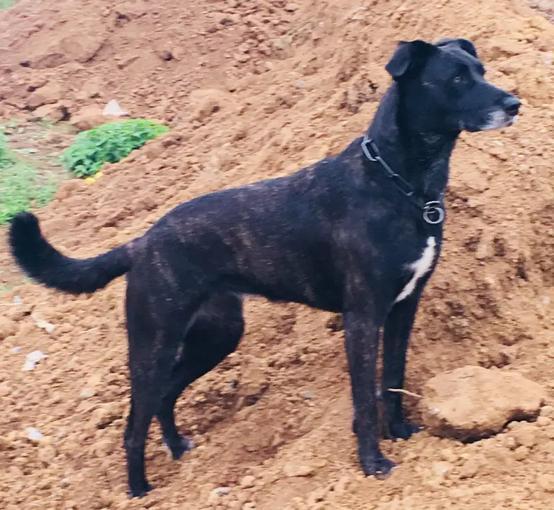 Perro Majorero, a 88% match to Aidi