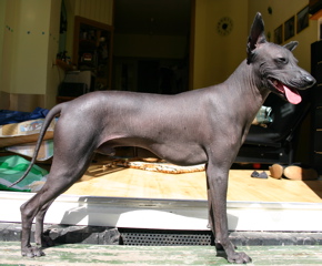 Peruvian Hairless Dog photo thumbnail 1