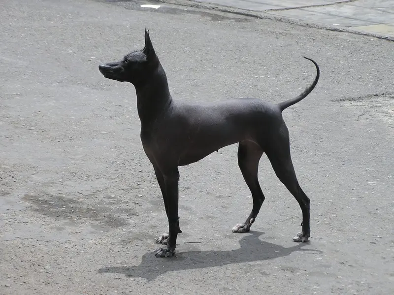Peruvian Hairless Dog photo thumbnail 3
