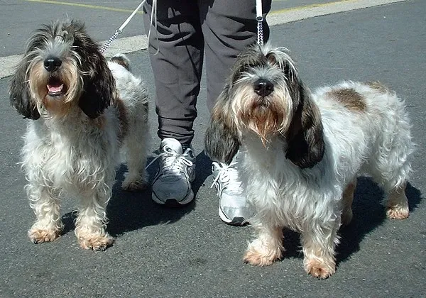 Petit Basset Griffon Vendeen photo thumbnail 1