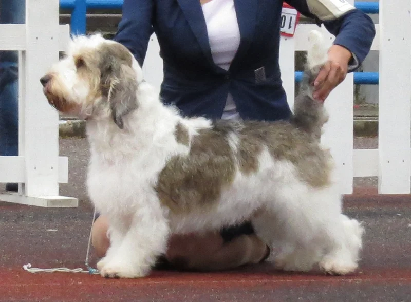 Petit Basset Griffon Vendeen photo thumbnail 3