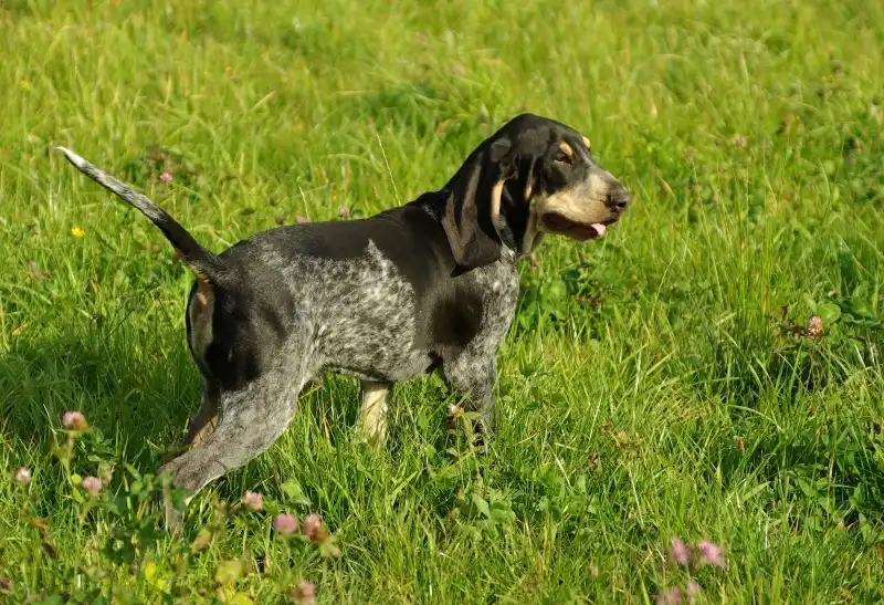 Petit Bleu de Gascogne, a 86% match to Posavac Hound