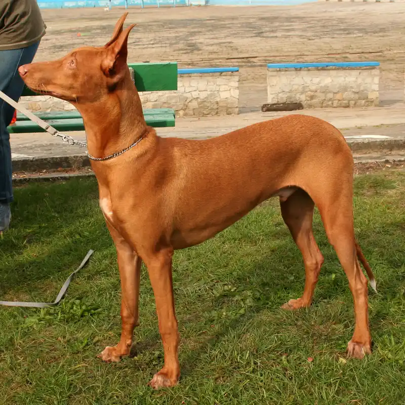 Pharaoh Hound photo thumbnail 1
