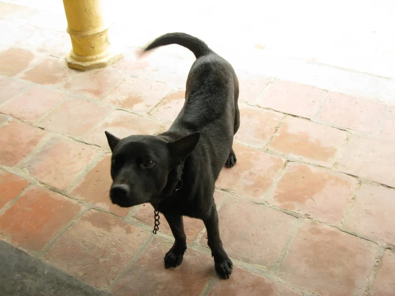 Phu Quoc Ridgeback, a 85% match to Finnish Spitz