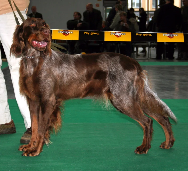Picardy Spaniel, a 88% match to Cesky Fousek