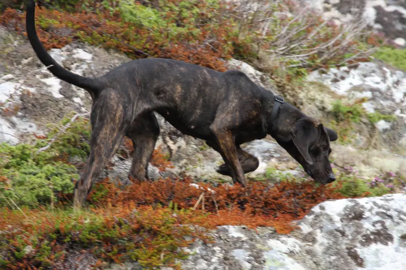 Plott Hound photo thumbnail 1