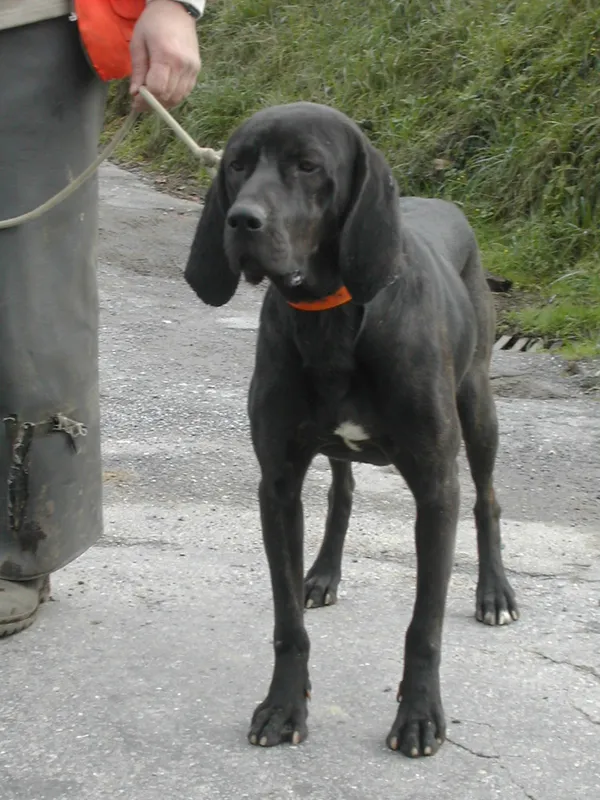 Plott Hound photo thumbnail 2