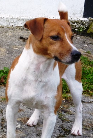 Plummer Terrier, a 85% match to Irish Terrier
