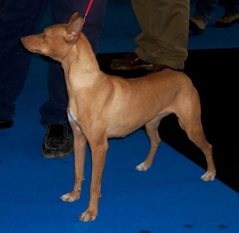 Podenco Andaluz photo thumbnail 1
