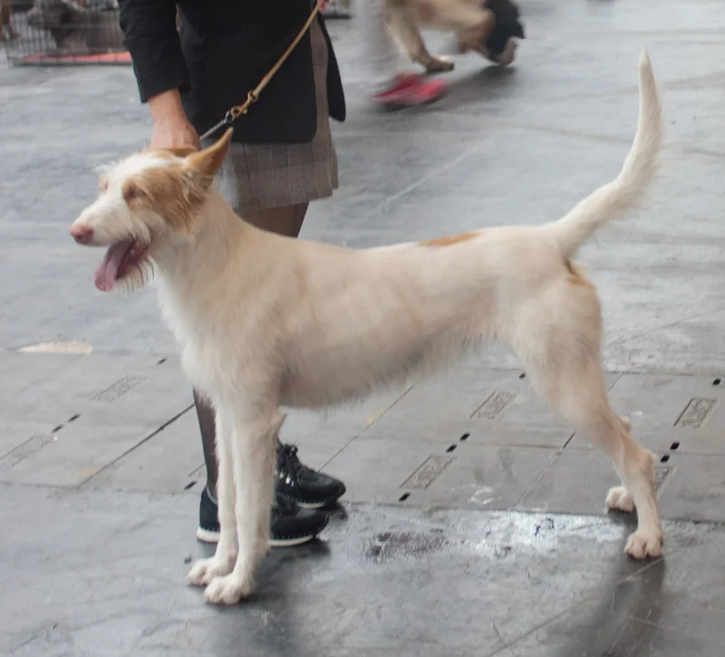 Podenco Andaluz photo thumbnail 4