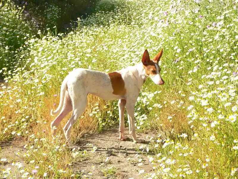 Podenco Canario, a 88% match to Podenco Valenciano