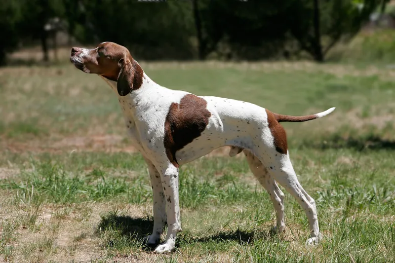 Pointer - Sporting breed known for being Affectionate and Energetic