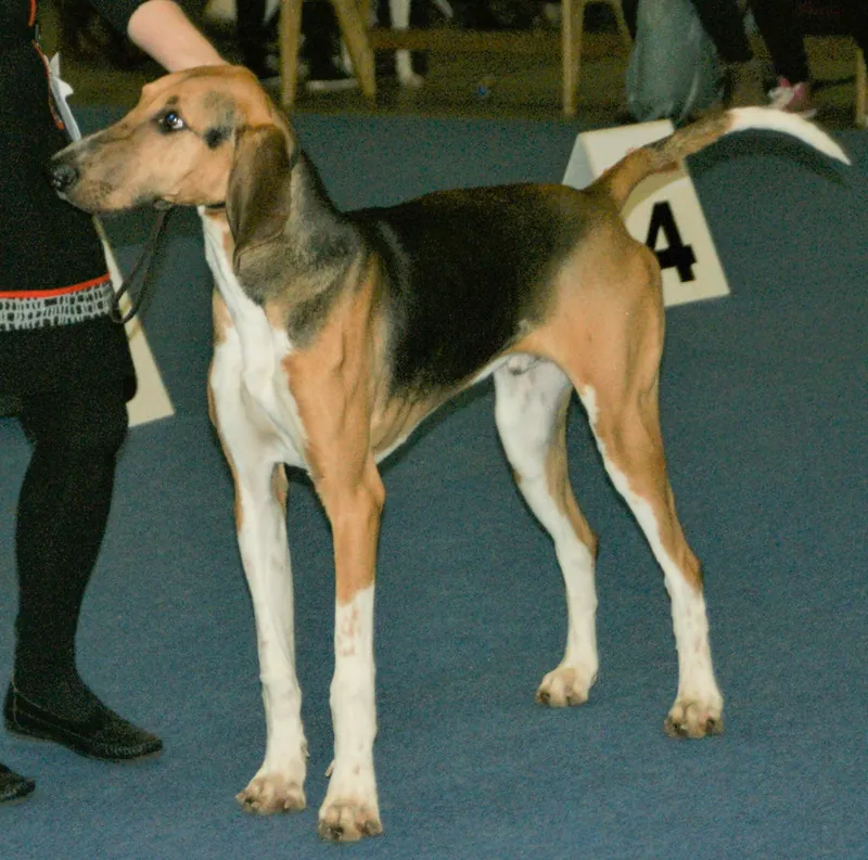 Poitevin, a 91% match to Ariegeois