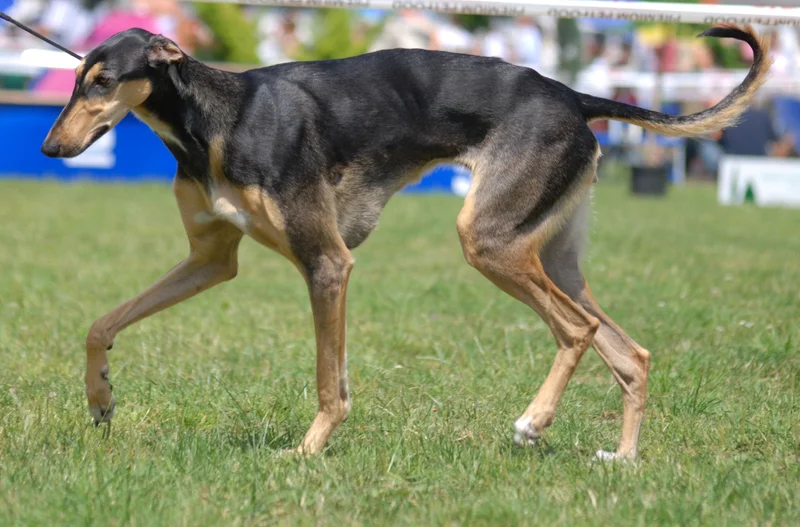 Polish Greyhound, a 87% match to Akbash