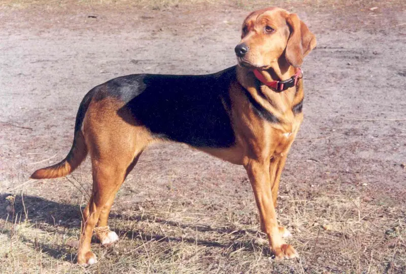 Polish Hound, a 76% match to Bloodhound