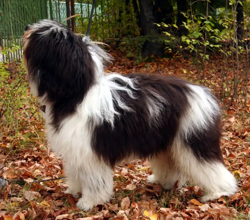 Polish Lowland Sheepdog photo thumbnail 1