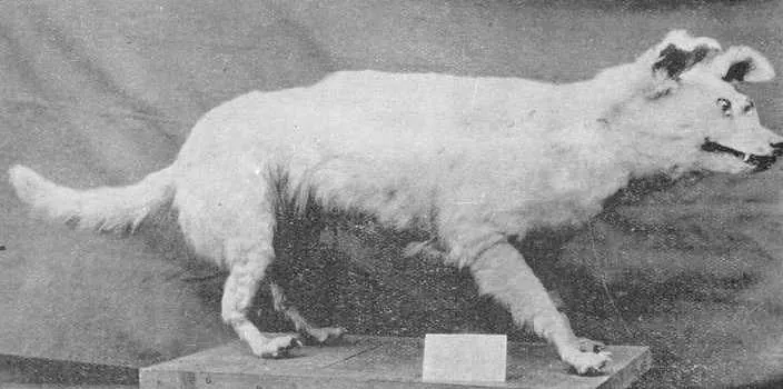 Polynesian Dog, a 90% match to Jeju