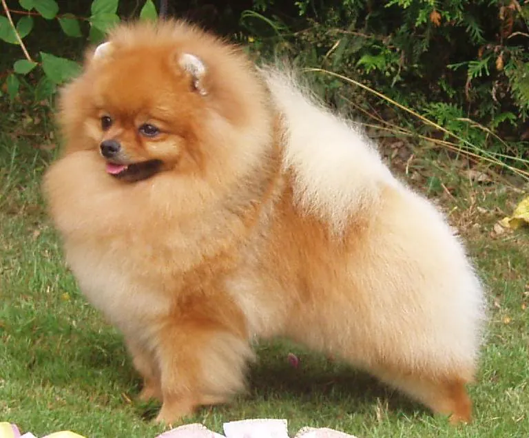 Pomeranian - Toy breed known for being Bold and Curious