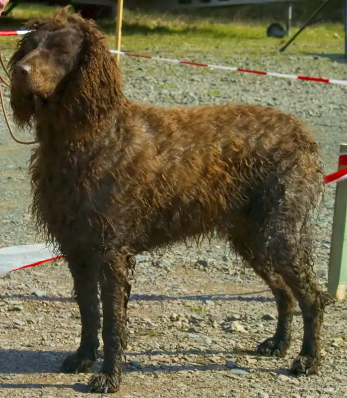 Pont-Audemer Spaniel photo thumbnail 1