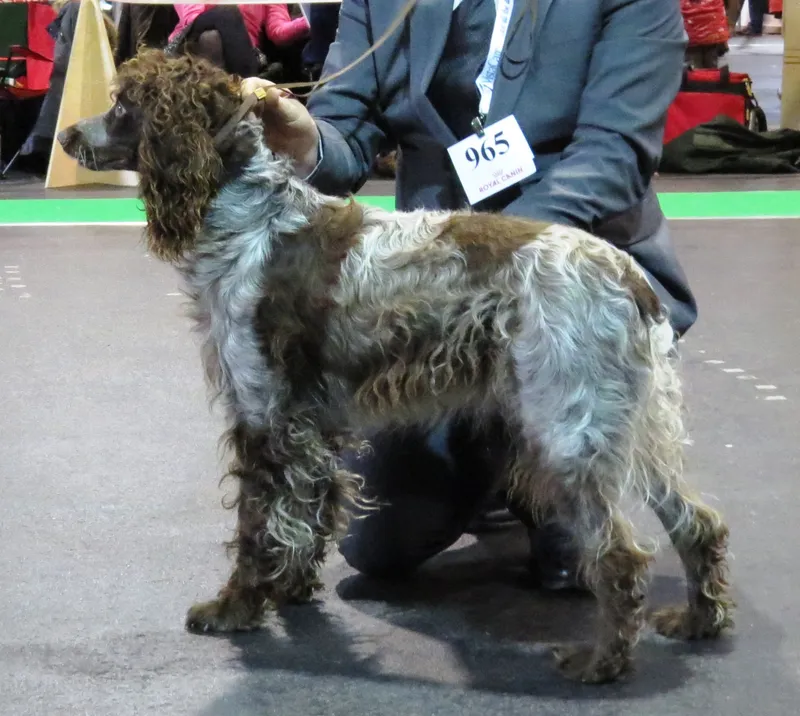 Pont-Audemer Spaniel photo thumbnail 2