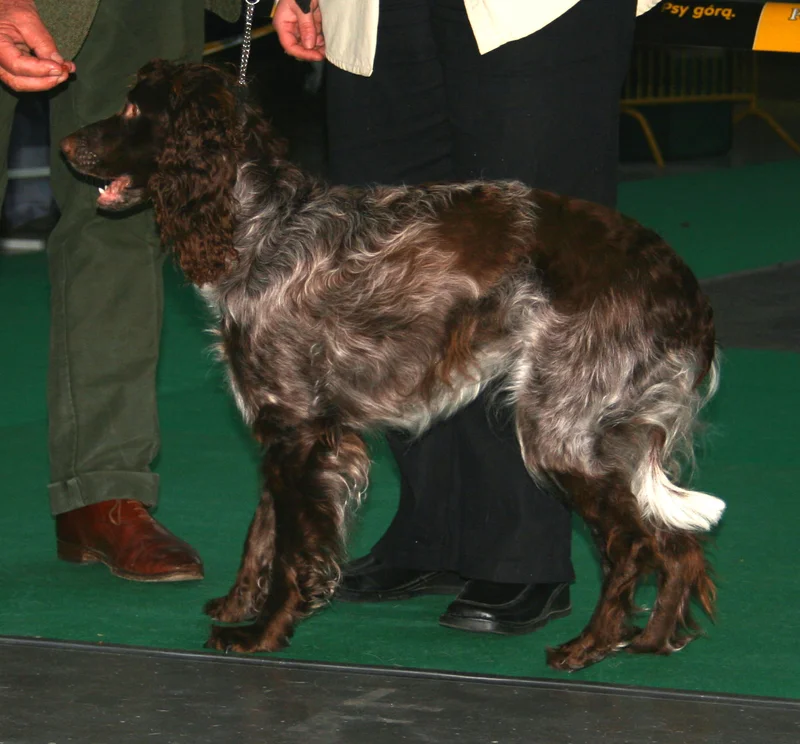 Pont-Audemer Spaniel photo thumbnail 3