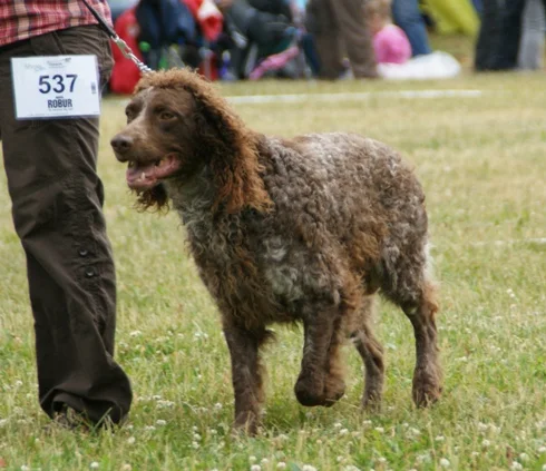 Pont-Audemer Spaniel photo thumbnail 4
