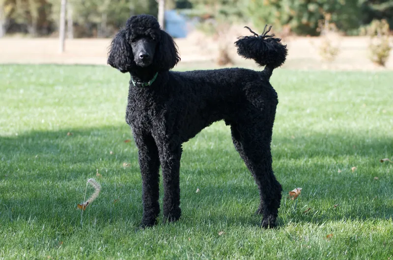 Poodle photo thumbnail 1