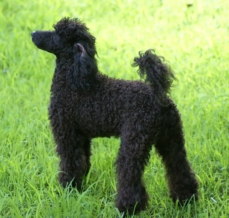 Poodle photo thumbnail 2