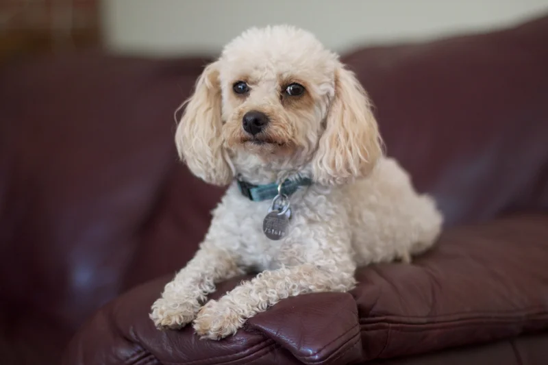 Poodle photo thumbnail 3