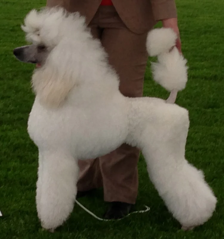 Poodle photo thumbnail 4