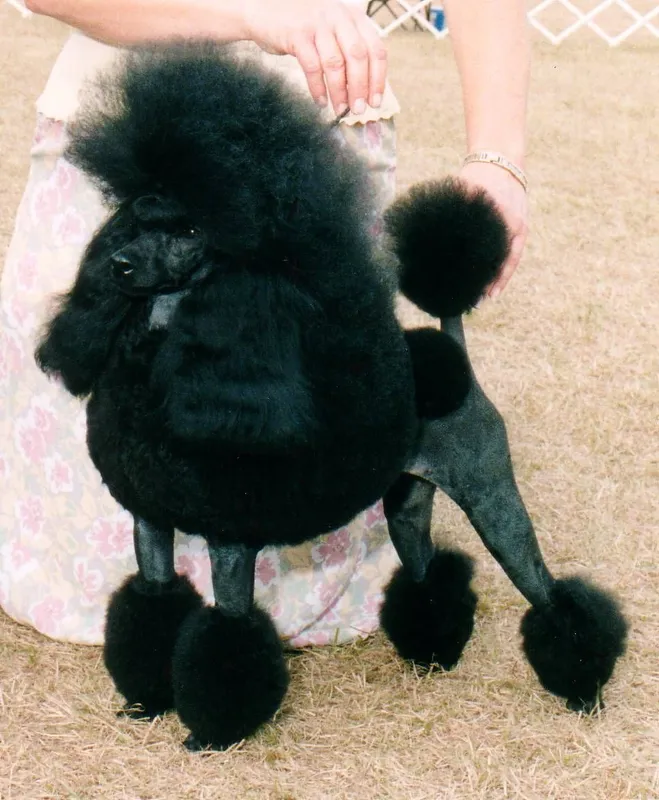 Poodle photo thumbnail 6