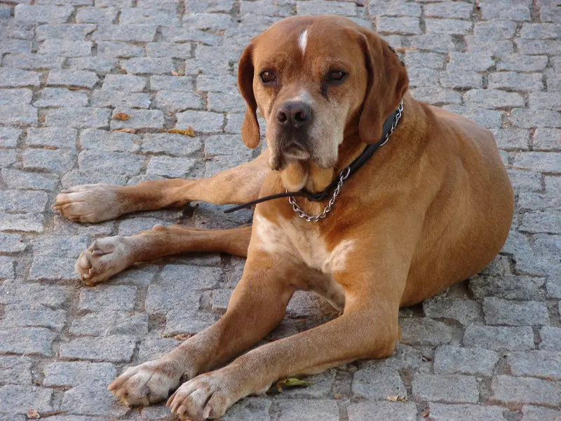Portuguese Pointer - Sporting breed known for being Affectionate and Energetic