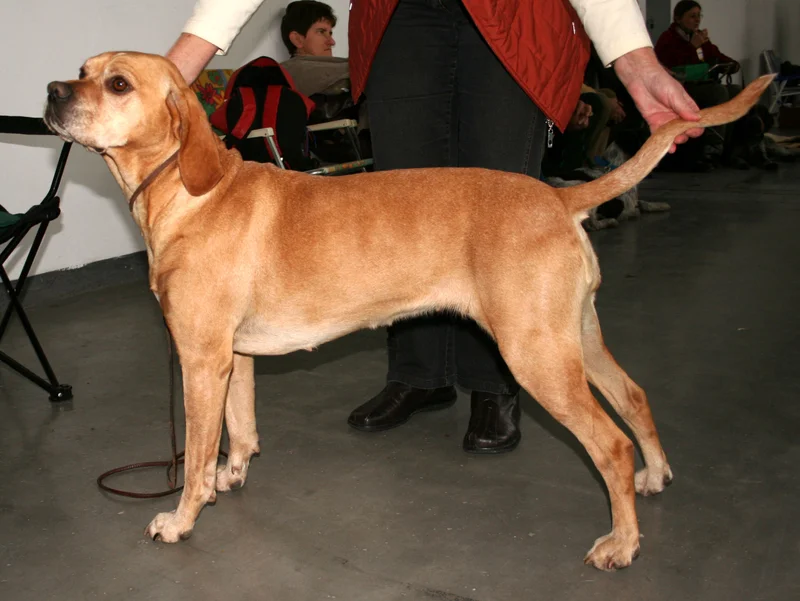 Portuguese Pointer, a 90% match to Perdigueiro Galego