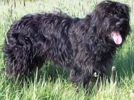 Portuguese Sheepdog, a 86% match to German Shepherd