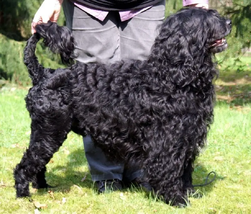 Portuguese Water Dog photo thumbnail 1